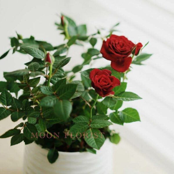 玫瑰盆栽，小玫瑰盆栽 -23112202
