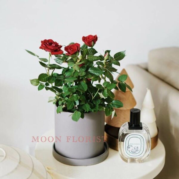 玫瑰盆栽，小玫瑰盆栽 -23112201