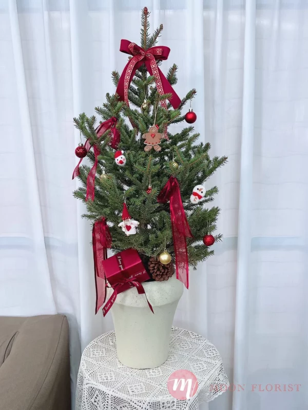 聖誕樹，聖誕樹真樹，真聖誕樹202312110203