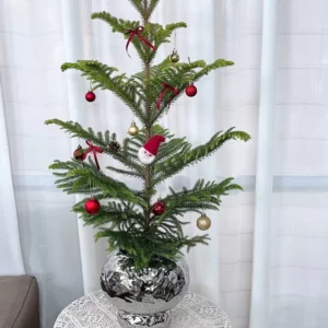 小聖誕樹，小型聖誕樹，小聖誕樹盆栽202312110101