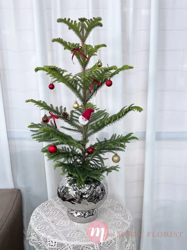 小聖誕樹，小型聖誕樹，小聖誕樹盆栽202312110101