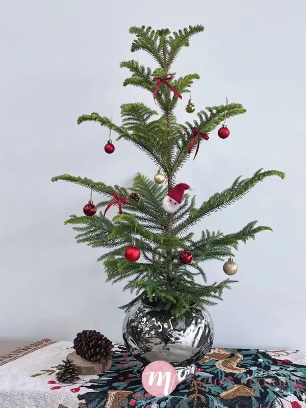 小聖誕樹，小型聖誕樹，小聖誕樹盆栽202312110103