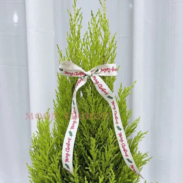 小聖誕樹，小型聖誕樹 ，小聖誕樹盆栽 -27 (3)