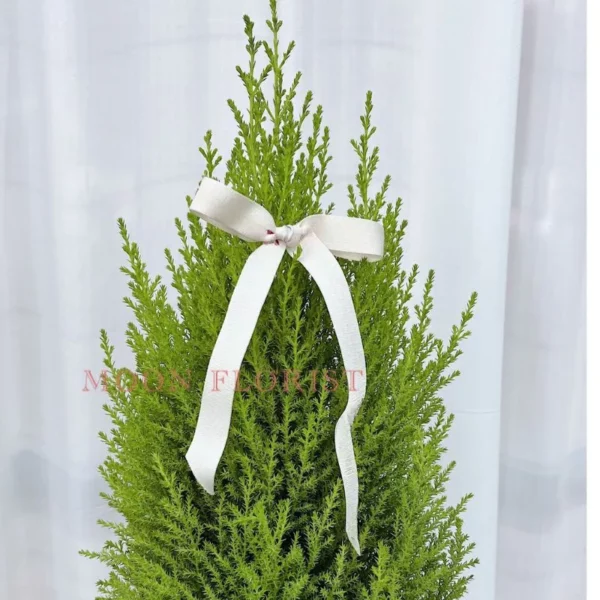 小聖誕樹，小型聖誕樹，小聖誕樹盆栽 -產品22 (1)