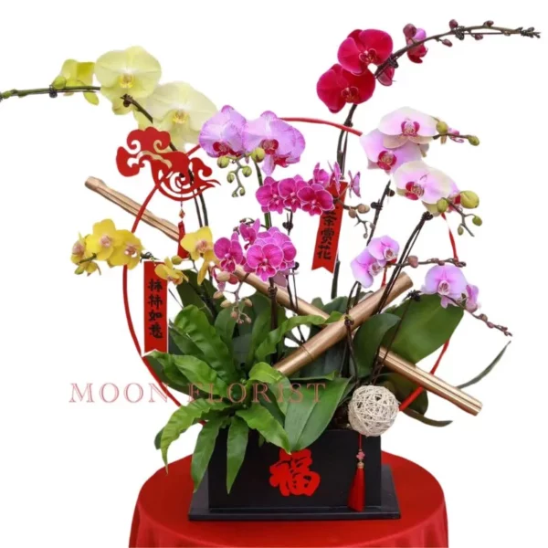 過年蘭花盆栽，新年蘭花盆栽，蘭花盆栽新年 -產品52